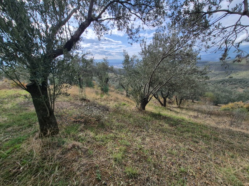 Edremit Ortaoba Mah`daZeytinlik. - 7